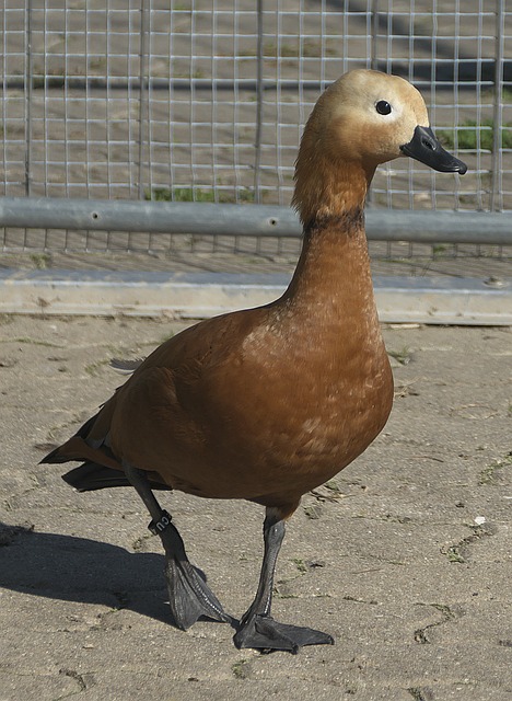 沙特